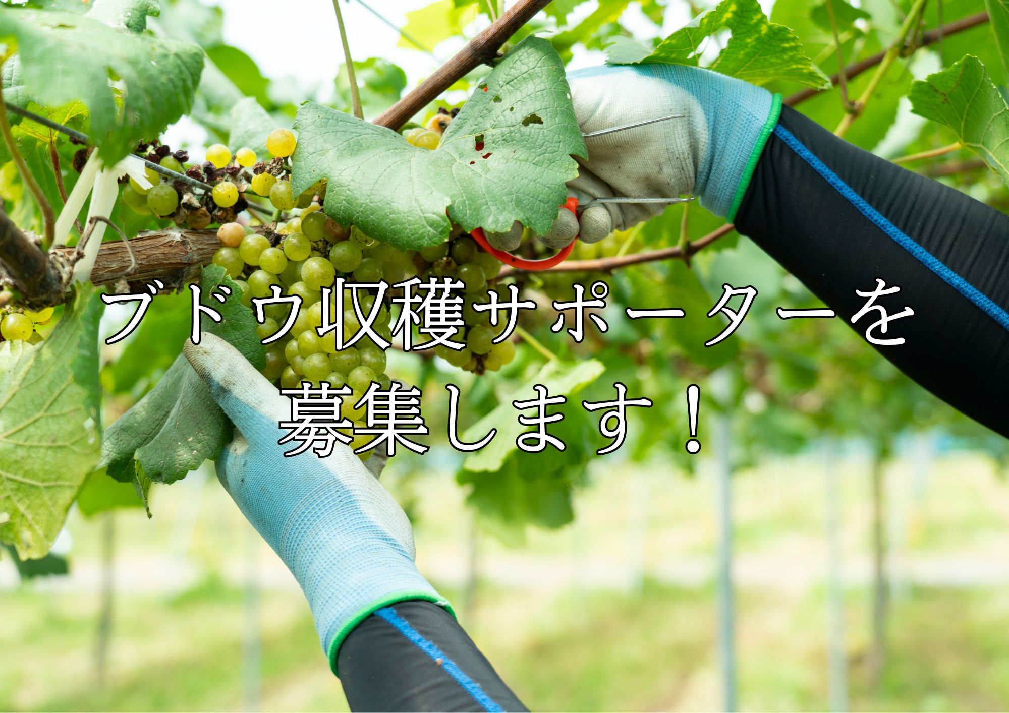 ブドウ収穫サポーターを募集します！！